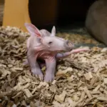 aardvark-calf_55032541101_o