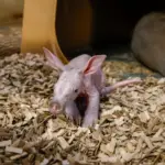 aardvark-calf_55032541126_o