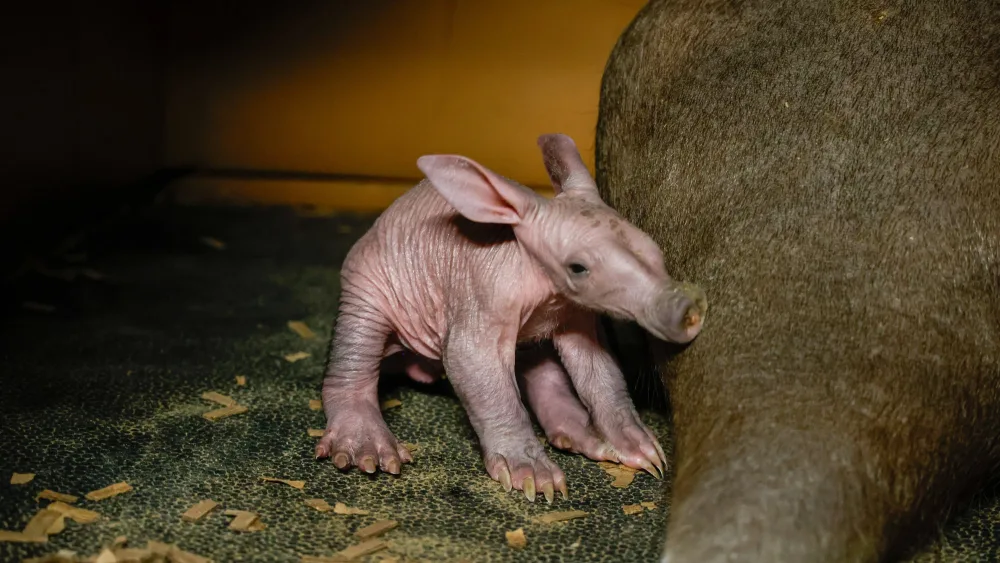 aardvark-calf_55032541246_o