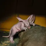 aardvark-calf_55032873640_o