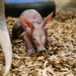 aardvark-calf_55032873880_o