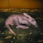 aardvark-calf-sleeping_55031642682_o