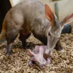 aardvark-calf-with-mom-karanga_55032721933_o