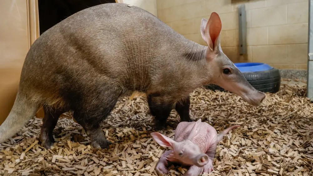 aardvark-calf-with-mom-karanga_55032873970_o