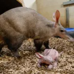 aardvark-calf-with-mom-karanga_55032873970_o