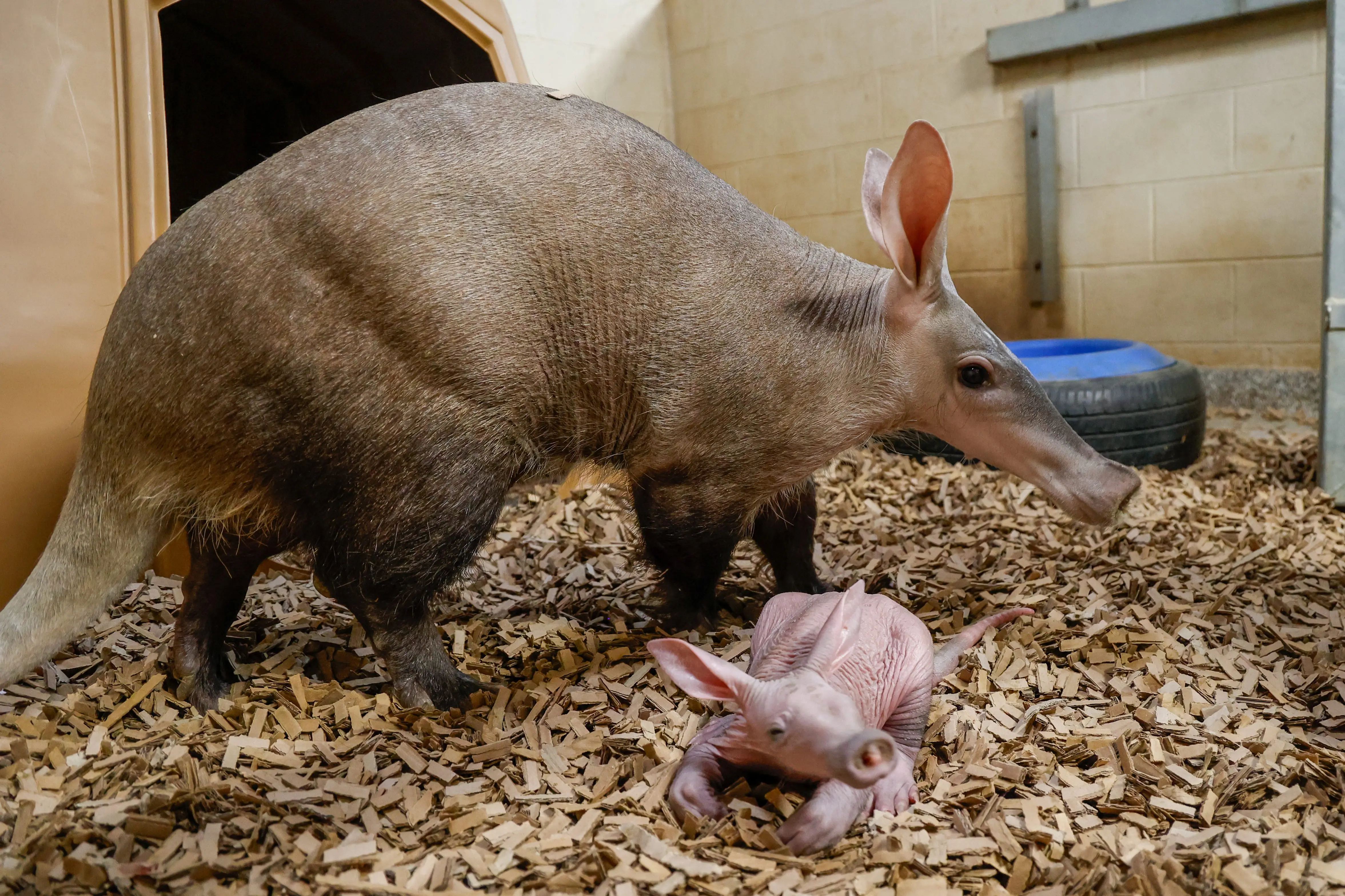 aardvark-calf-with-mom-karanga_55032873970_o