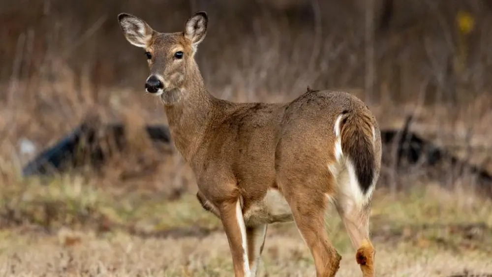 deer-in-woodford-county-1_original