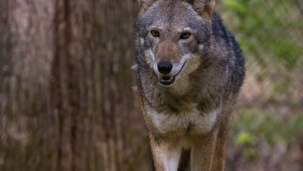 031626_ember-1_cropped