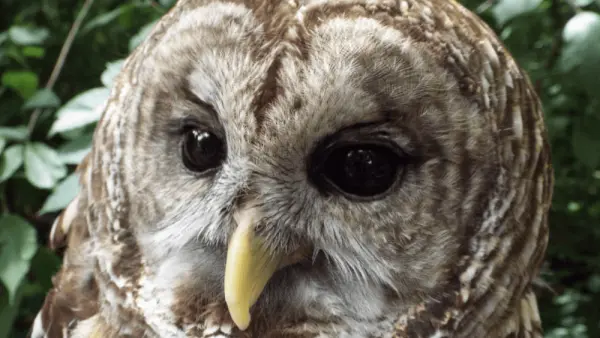 woodlands-nature-station-owl