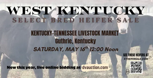 heifer-sale-526-2