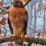 051826-a-red-shouldered-hawk