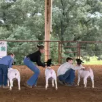 2026-trigg-ag-fair-15