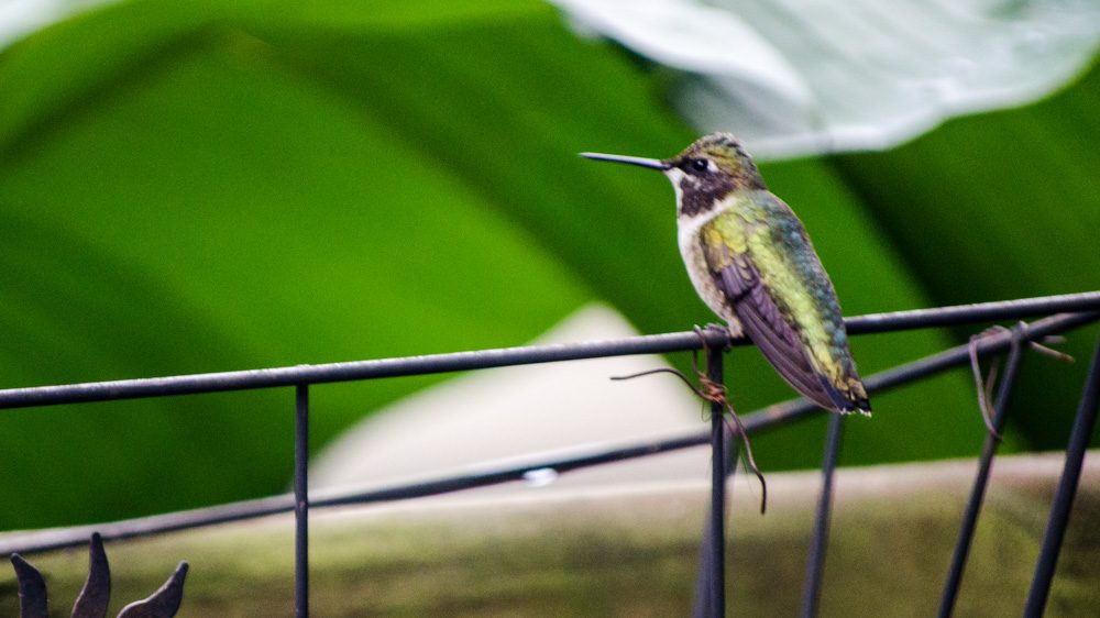 Jeffers Bend Hummingbird Festival Offers Rare Glimpse Into Migration, Conservation
