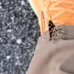 082026-butterfly-2