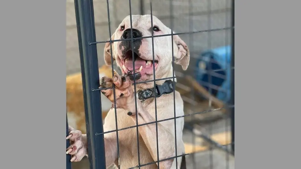 07-17-25-webster-county-animal-shelter-1