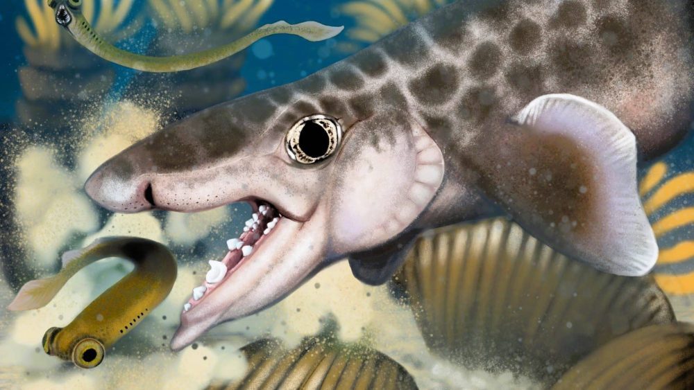 New Prehistoric Shark Fossil Discovered At Mammoth Cave National
