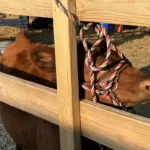 hopkins-county-madisonville-fair-4