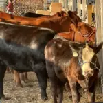 hopkins-county-madisonville-fair-7