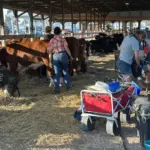 hopkins-county-madisonville-fair-8