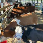 hopkins-county-madisonville-fair-11