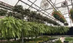 hopkins-central-greenhouse-2