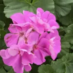 hopkins-central-greenhouse-3