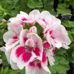 hopkins-central-greenhouse-4