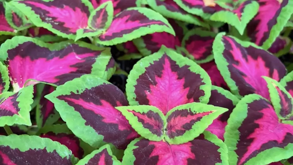 hopkins-central-greenhouse-5