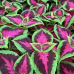 hopkins-central-greenhouse-5