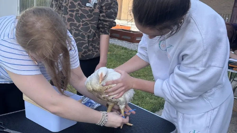 04-22-26-mnhhs-ag-dept-chicken-sale-pic-2