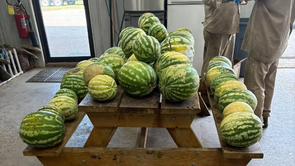 09-09-26-hopkins-co-jail-watermelon-harvest