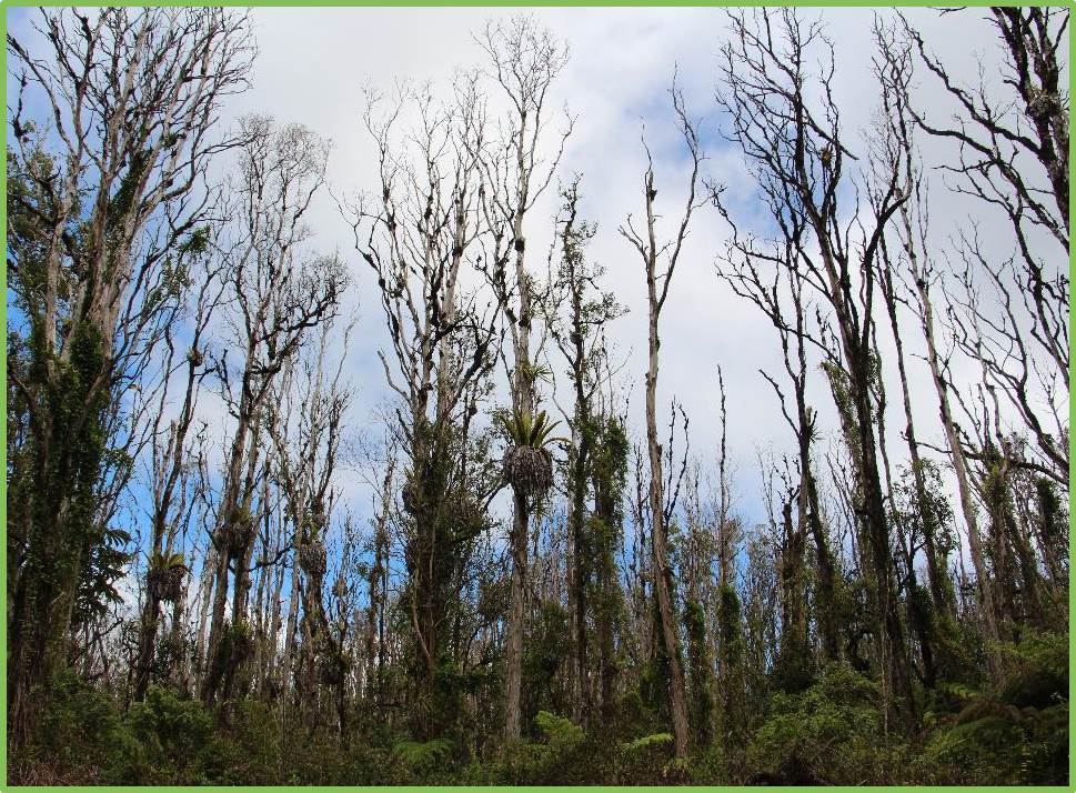 ROD_dead forest canopy