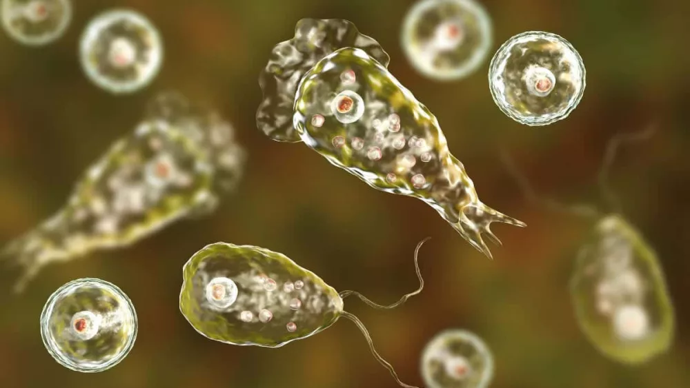naegleria_fowleri