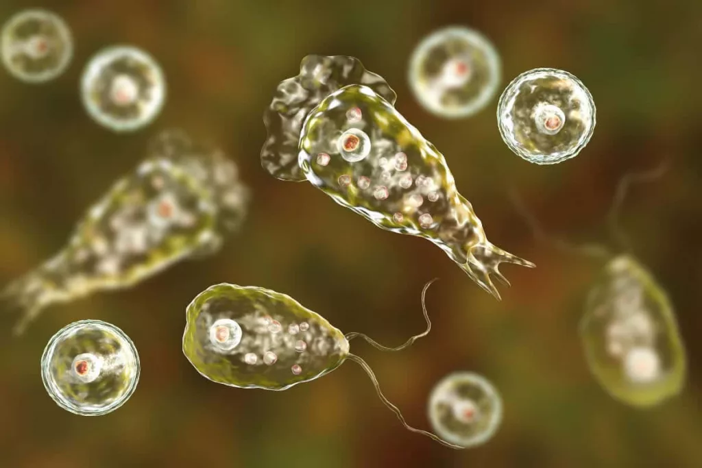 naegleria_fowleri
