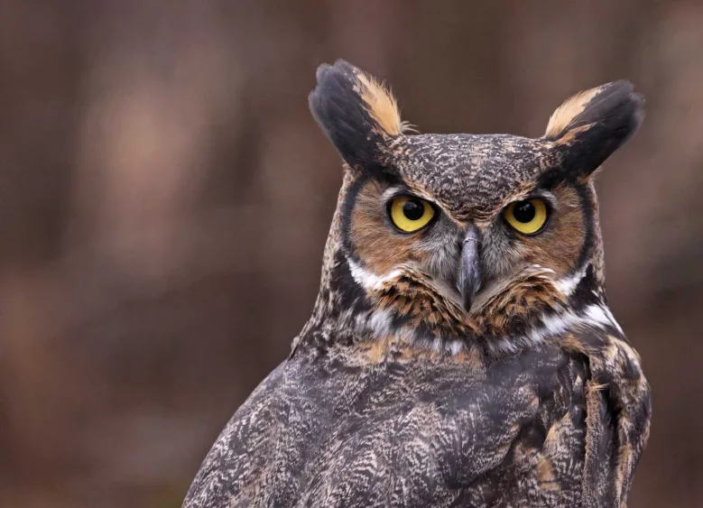 owl