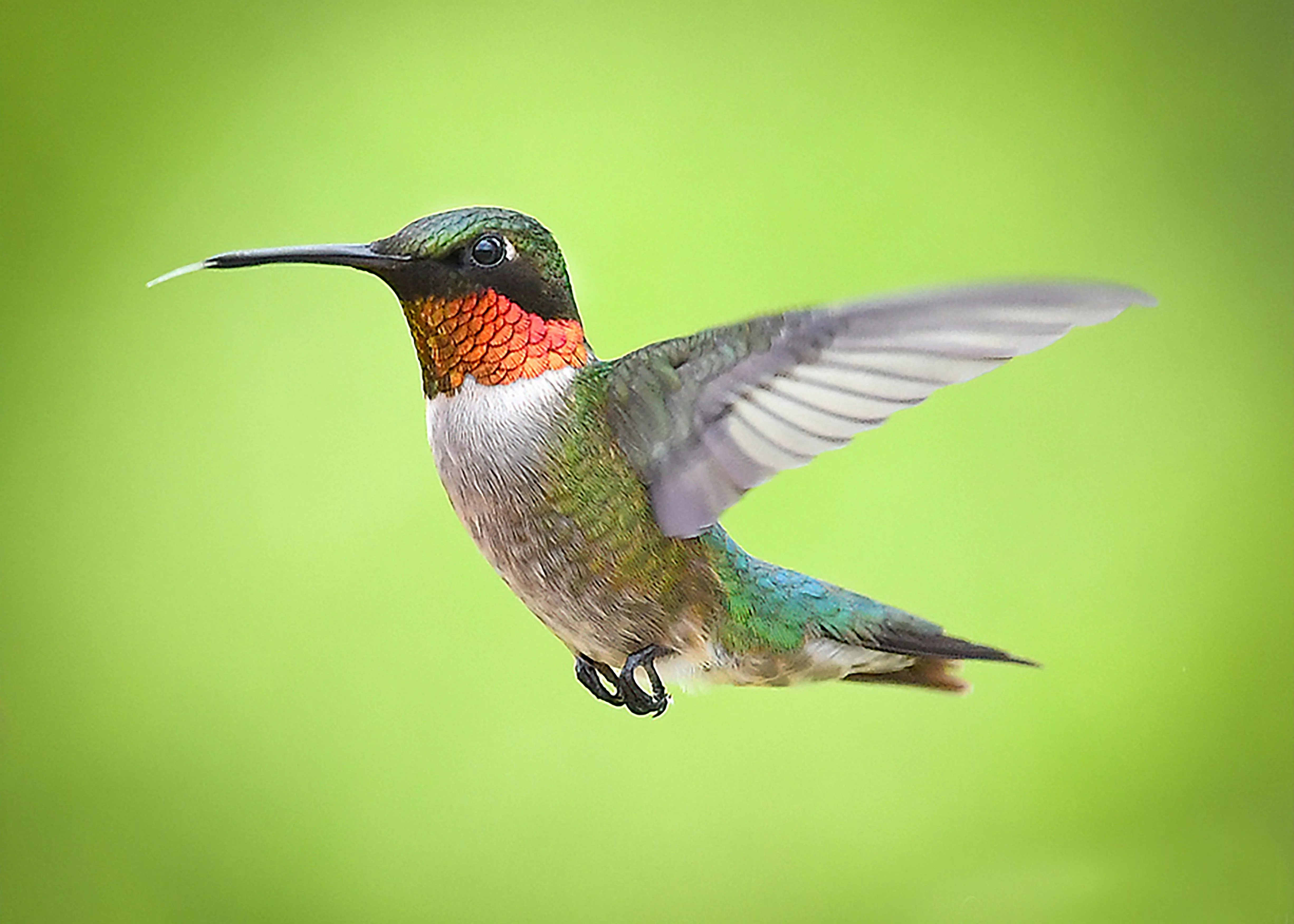 hummingbird-photo