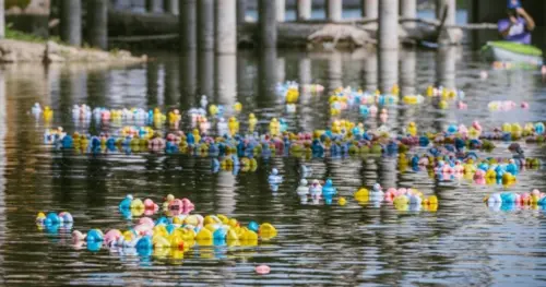 duck-dump