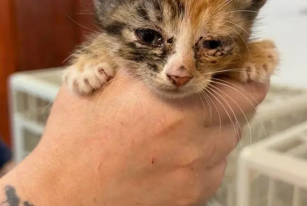orfordville-cat