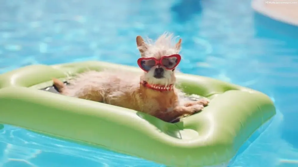 dog-pool
