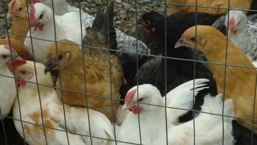 chickens