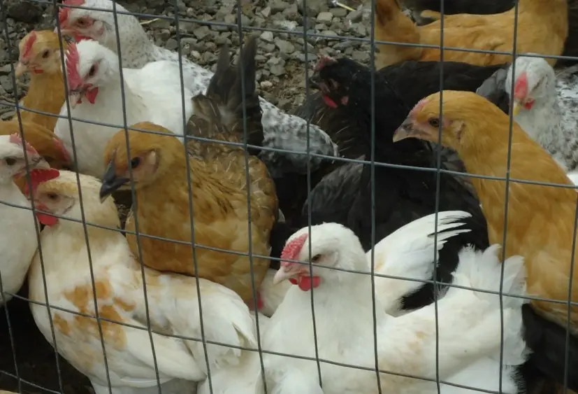 chickens
