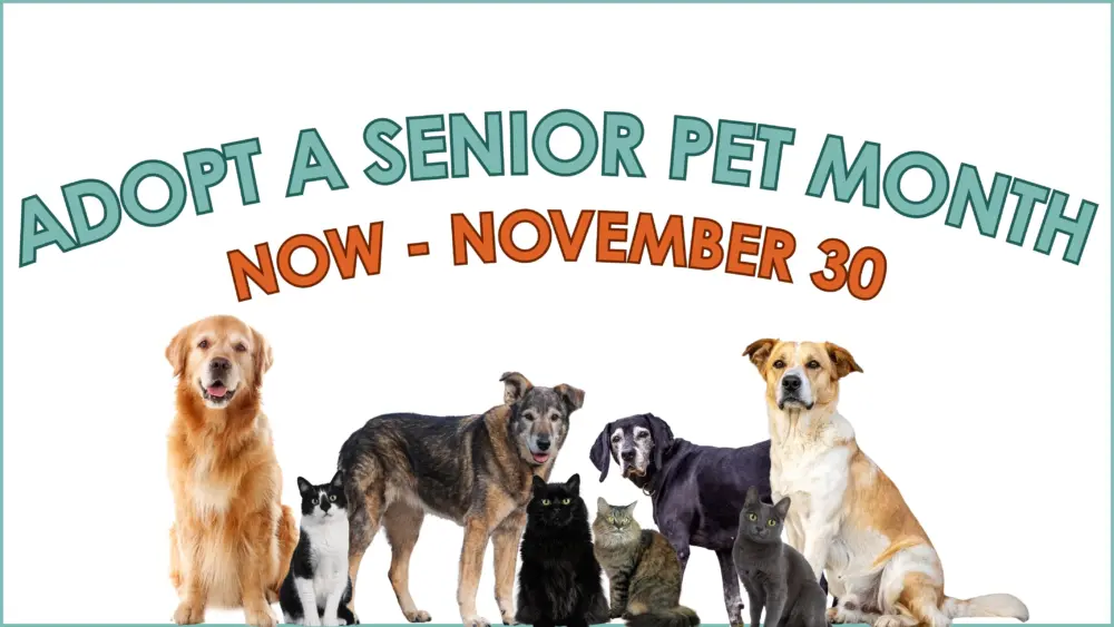 senior-pet-adoption-month-website-graphic-1