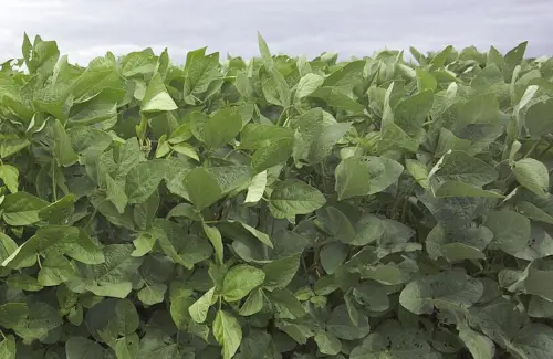 soybean-plants