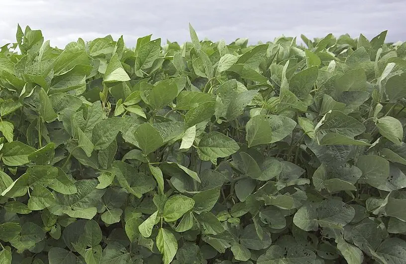 soybean-plants