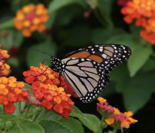 screenshot-2026-02-20-at-16-49-15-home-rotary-botanical-gardens