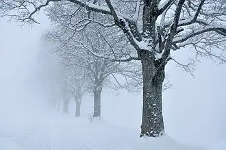 snowy_trees