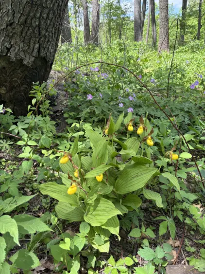 lady-slippers