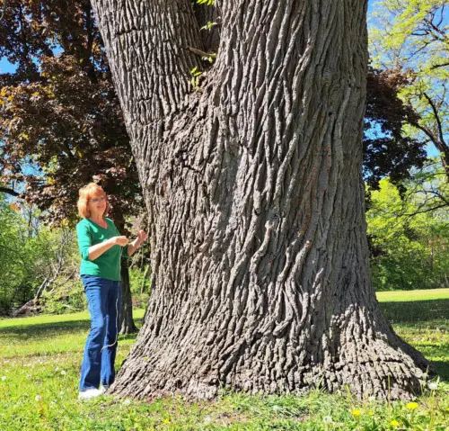 beloit-heritage-trees