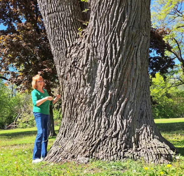 beloit-heritage-trees