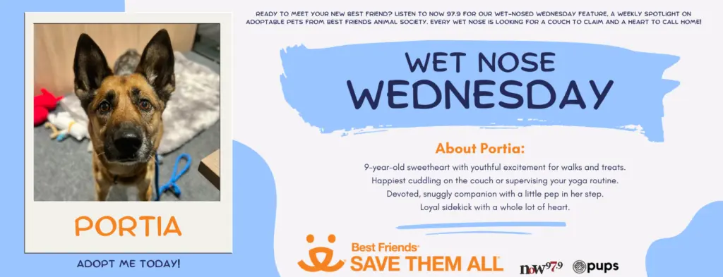 wet-nose-wednesday-flipper-portia